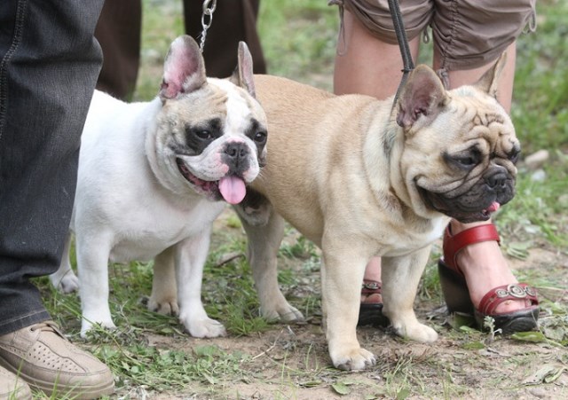 Cute French Bulldog Husky Mix Puppies For Sale l2sanpiero